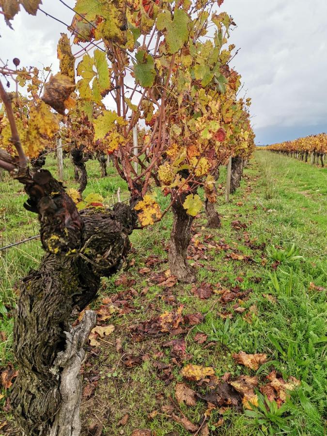 Gite " Suzon" A Peyroutas Vignonet St Emilion Экстерьер фото